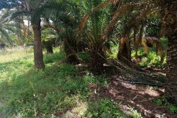 Abandono del Parque de las Mil Palmeras del Valle de Jinámar/TA.